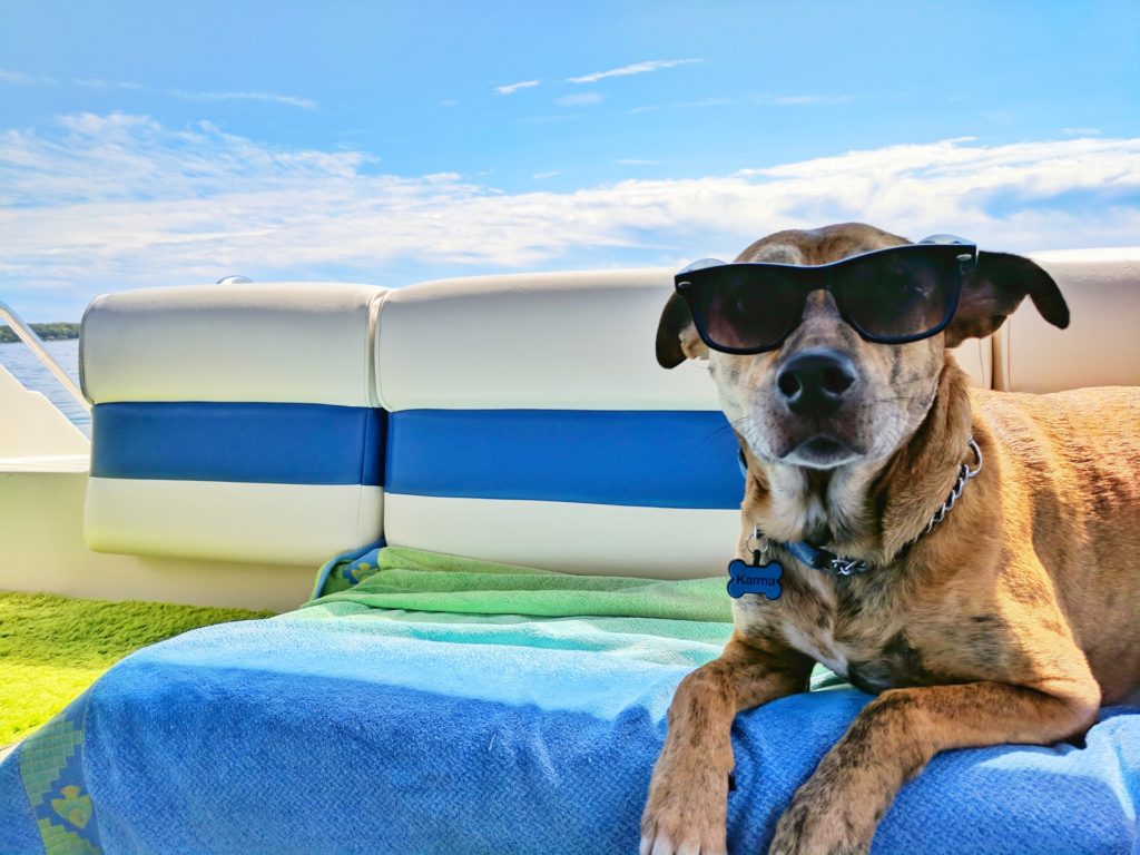 Hund mit Sonnenbrille liegt auf einem Boot 