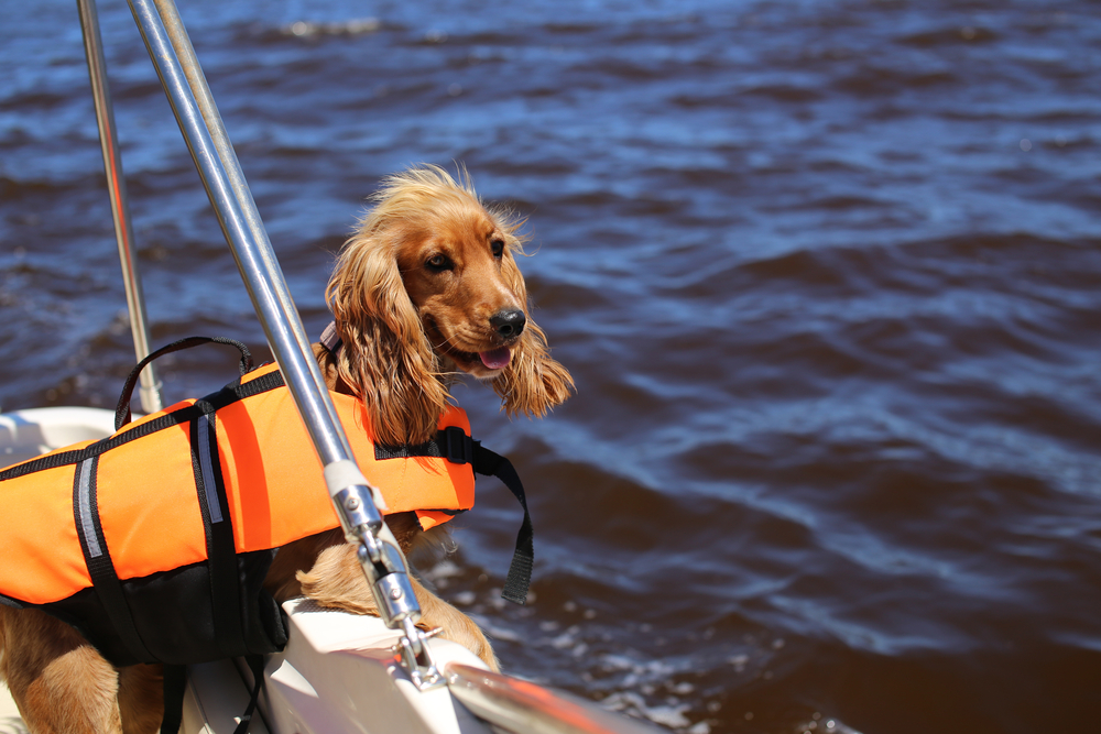 Hund mit Schwimmweste auf einem Boot auf dem Wasser