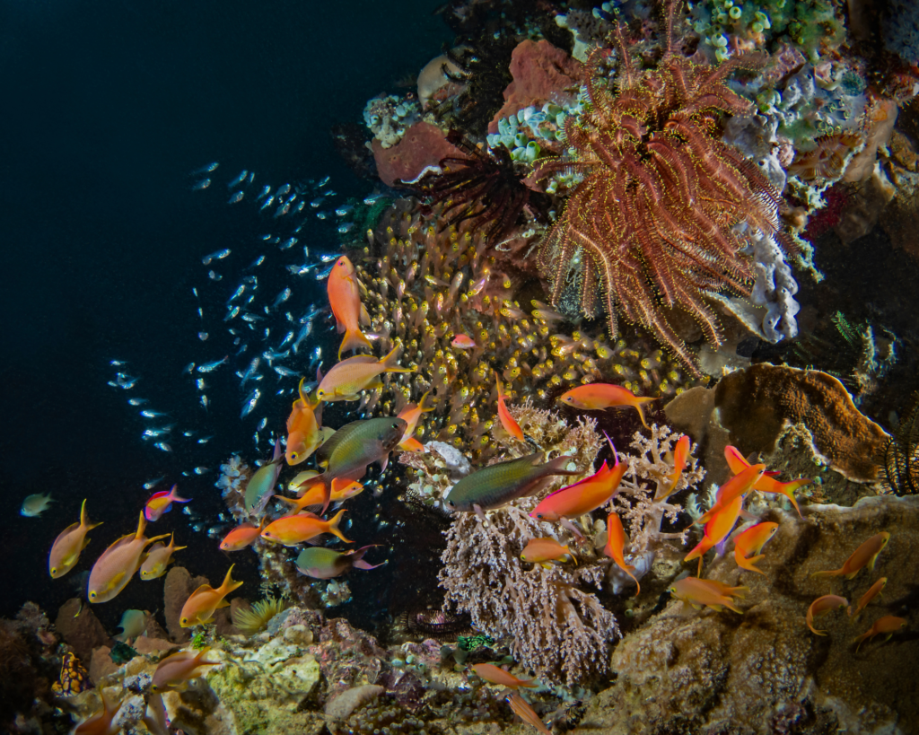 Ein Korallenriff mit Fischen
