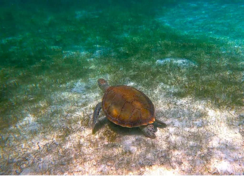 Eine Meeresschildkröte im karibischem Meer