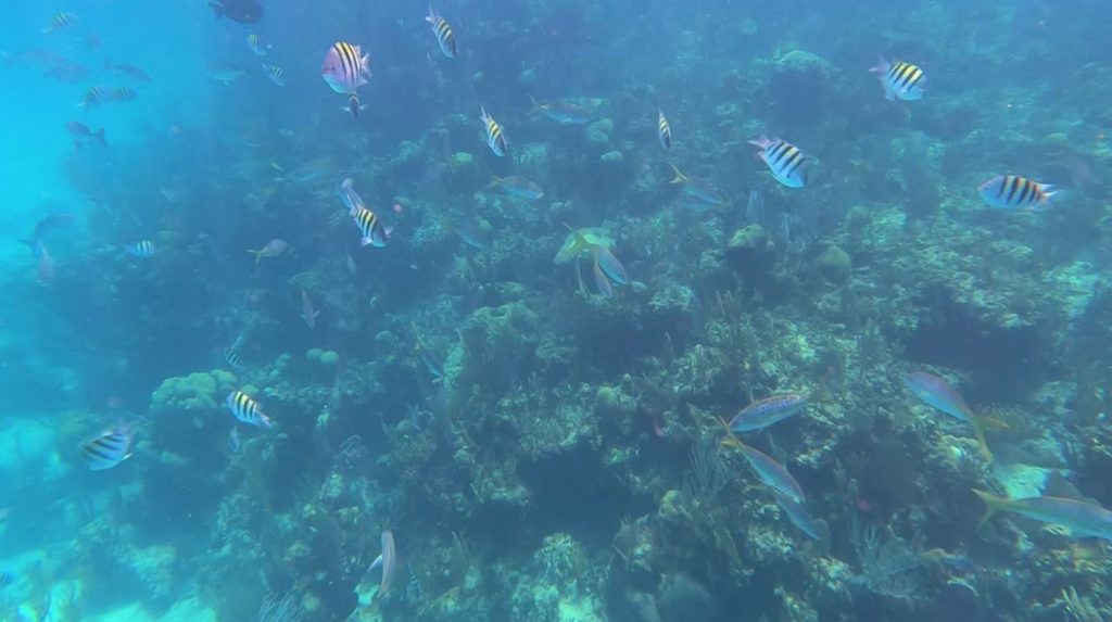 Einzigartige Korallenriffe warten hier, auf den Bahamas, nur darauf, entdeckt zu werden