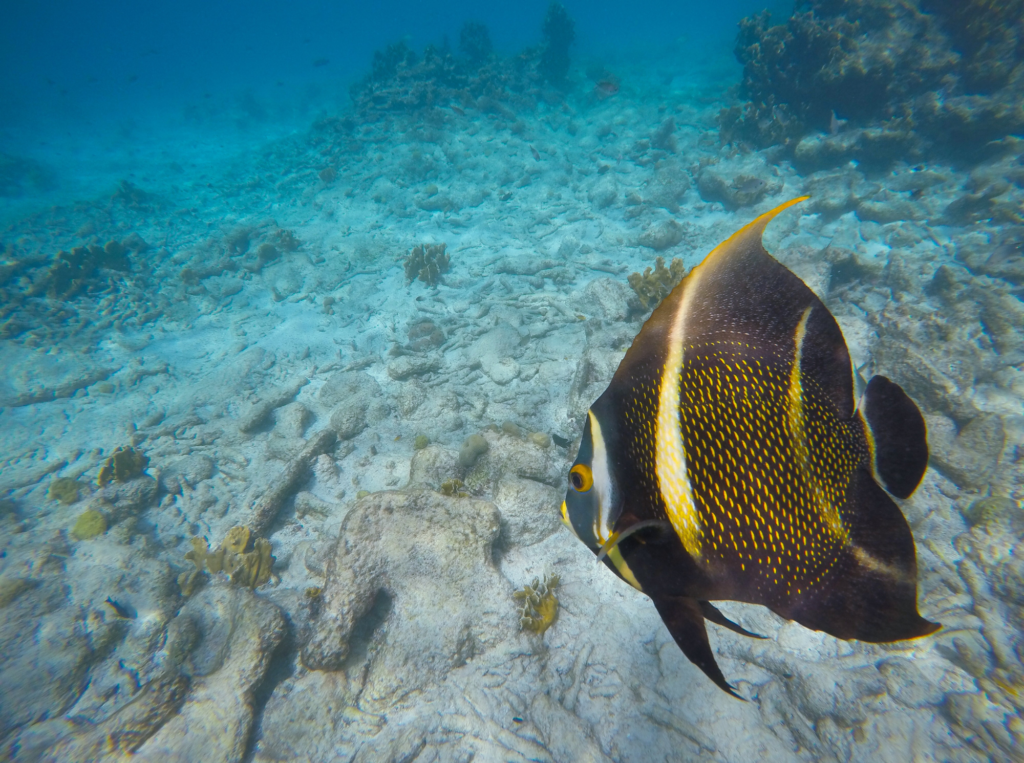Sonst nur im Aquarium zu sehen: exotische Fische in freier Natur, hier in den Gewässern vor den Bahamas
