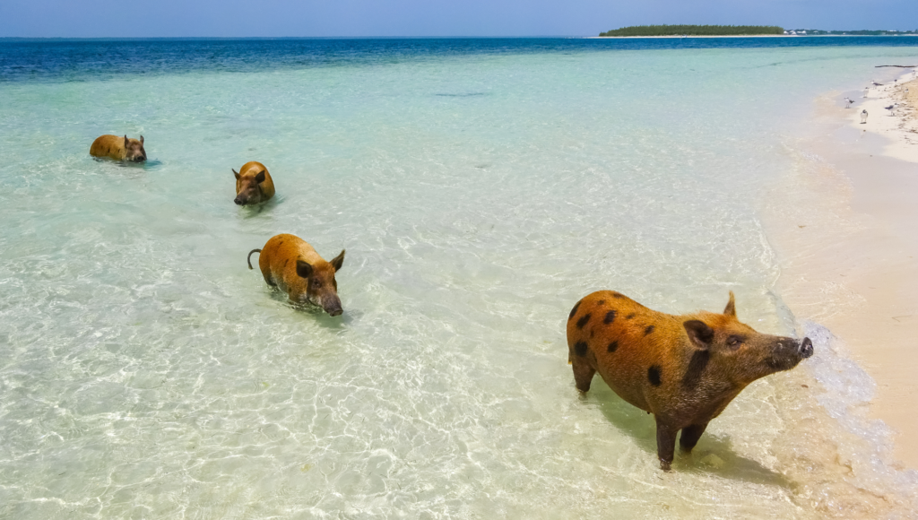 Die Bahamas sind berühmt für Sie: die Schweine, die hier im Wasser schwimmen