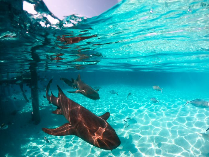 Erleben Sie die reiche Unterwassertierwelt der Bahamas