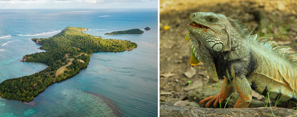 Links die weitläufige Insel Chancel, überwachsen mit dichter Vegetation und rechts in Nahaufnahme ein dort lebender ausgewachsener grüner Leguan.