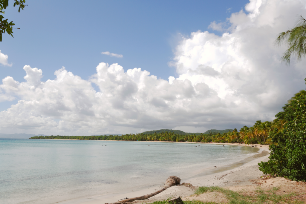Traumhafter Strand von Salines mit langer gebogener Küstenlinie mit vielen Palmen und weißem Strand. Flaches hell türkises Wasser rundet die Aussicht ab.