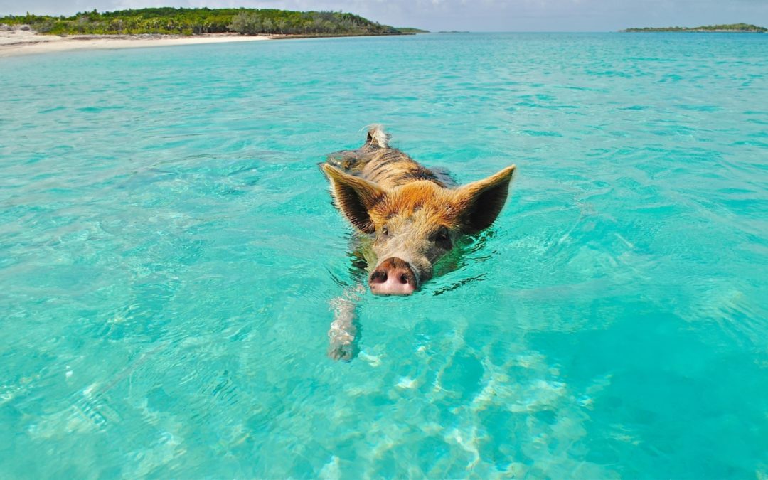 Bootsausflüge & lokale Touren auf den Bahamas