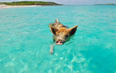Bootsausflüge & lokale Touren auf den Bahamas
