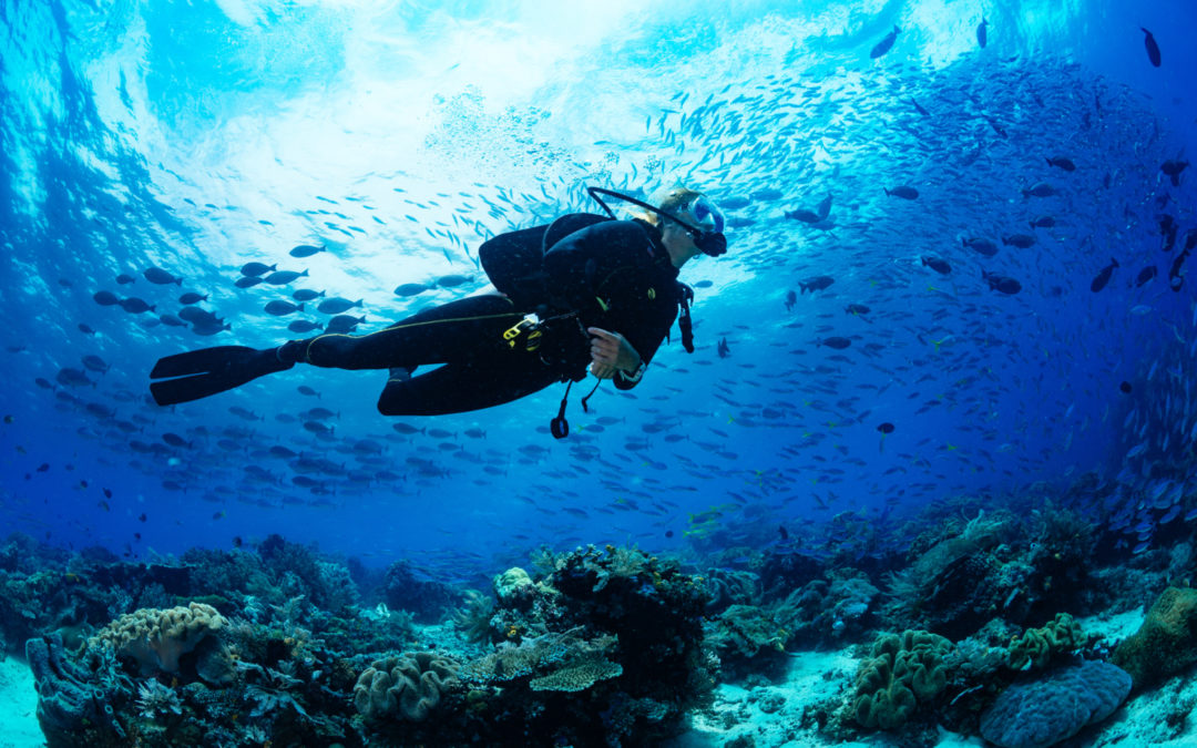 Tauchausflüge und Bootstouren auf den Bahamas