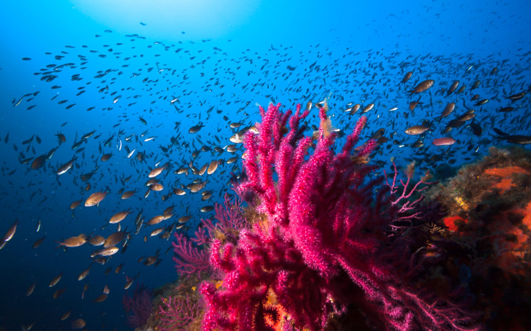 Tauchcharter & Bootsausflüge auf Sardinien