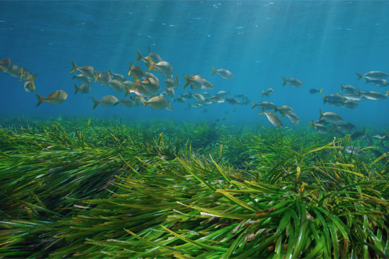 Posidonia-Seegraswiese im Mittelmeer, wichtig für die marine Artenvielfalt